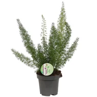 Asparagus