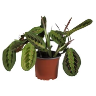 Ctenanthe, Maranta, Calathea