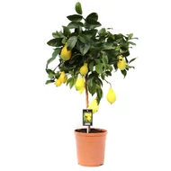 Citrusok