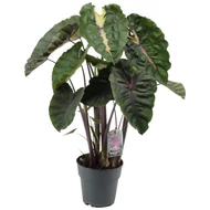 Alocasia - Colocasia