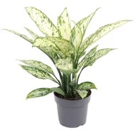 Dieffenbachia