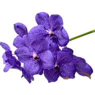 Vanda