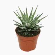Haworthia