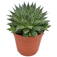 Aloe és Agave