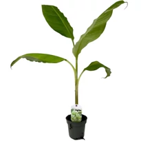 Musa dajiao