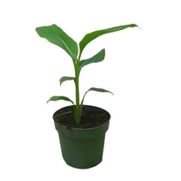 Musa Basjoo