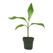 Musa chilocharpa