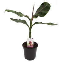 Musa sikkimensis Red Tiger