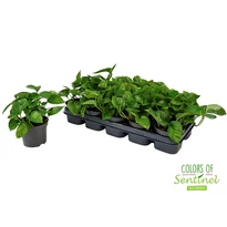 Epipremnum Global Green