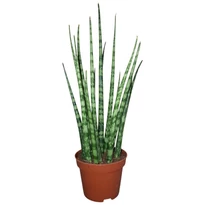 Sansevieria Fernwood Mikado