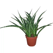 Sansevieria Fernwood Punk