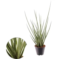Sansevieria cylindrica Medusa
