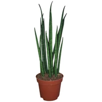 Sansevieria Mikado