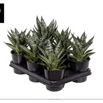 Sansevieria Star Ming Green Marble