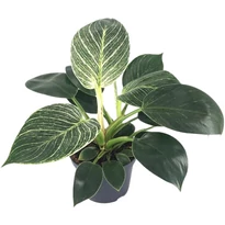 Philodendron Birkin