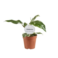 Philodendron White Princess