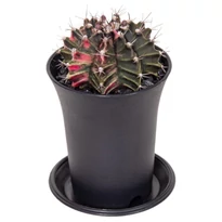 Gymnocalycium Mihanovichii Variegata