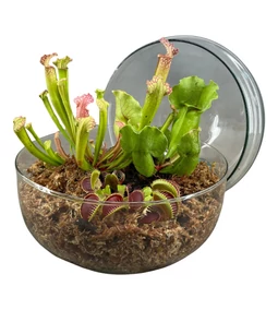 Terráriumi állatok kedvenc növényei