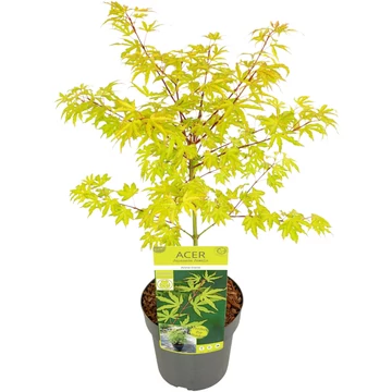 Acer palmatum Anne Irene