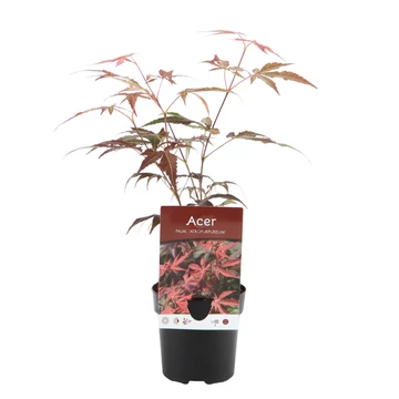 Acer palmatum Atropurpureum