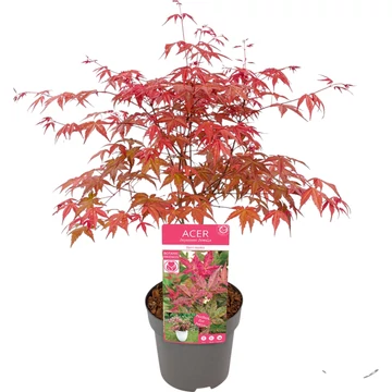 Acer palmatum Beni-maiko