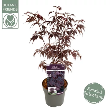 Acer palmatum Black Lace