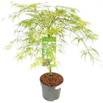 Acer palmatum Dissectum