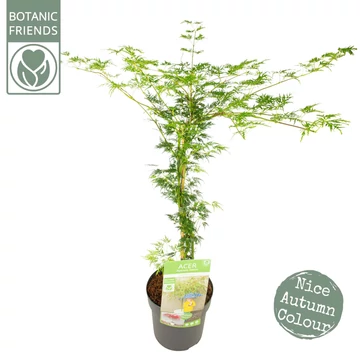 Acer palmatum Emerald Lace