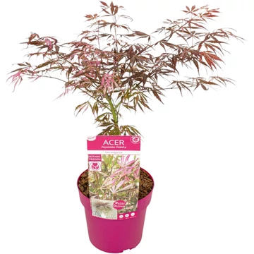 Acer palmatum Extravaganza