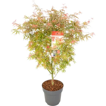 Acer palmatum Jerre Schwartz