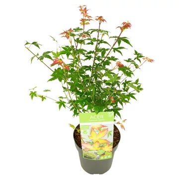 Acer palmatum Little Princess