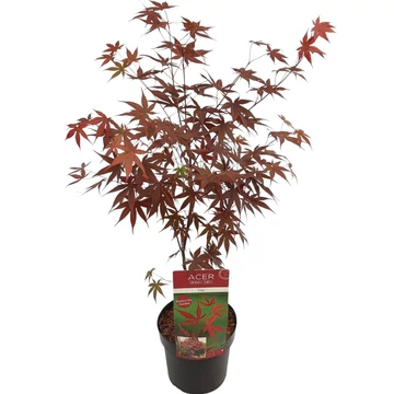 Acer palmatum Livy