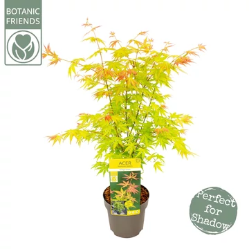 Acer palmatum Orange Dream