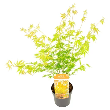 Acer palmatum Orange Lace