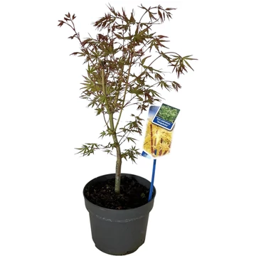 Acer palmatum Sangokaku