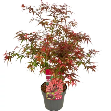 Acer palmatum Shaina