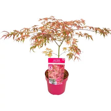 Acer palmatum Shirazz