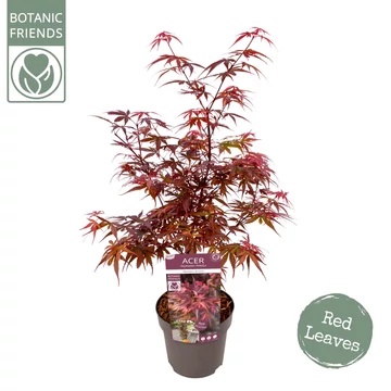 Acer palmatum Skeeters Broom