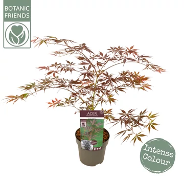 Acer palmatum Sumi nagashi