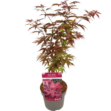 Acer palmatum Twombly&#039;s Red Sentinel