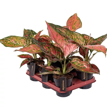 Aglaonema Coral Red