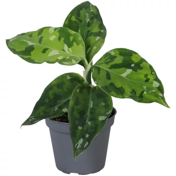 Aglaonema Pictum Tricolor
