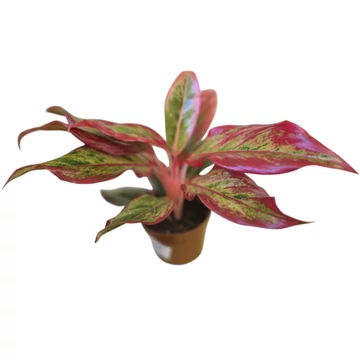 Aglaonema Red Fire