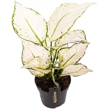 Aglaonema White Joy