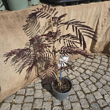 Albizia julibrissin Summer Chocolate