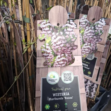 Wisteria floribunda Rosea