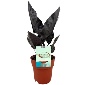 Alocasia Antoro Velvet