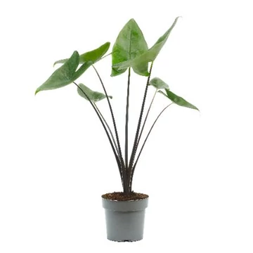 Alocasia Black Zebrina