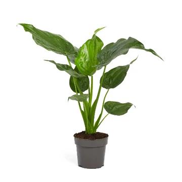 Alocasia Cucullata