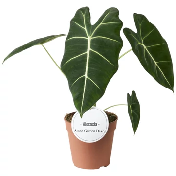 Alocasia Frydek